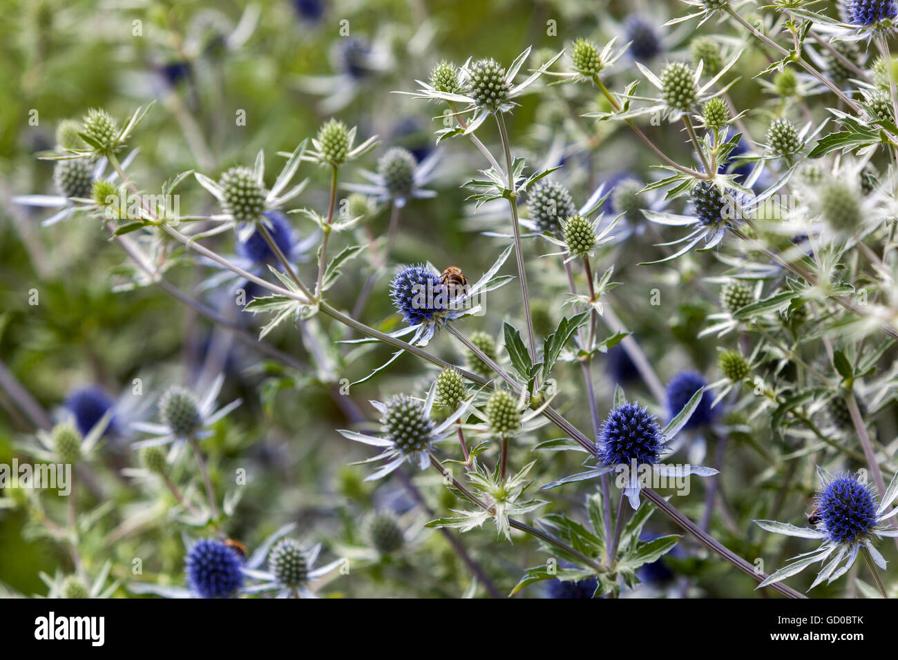 Fiori di Eryngo Eryngium x tripartitum tripartito agrifoglio marino Foto Stock