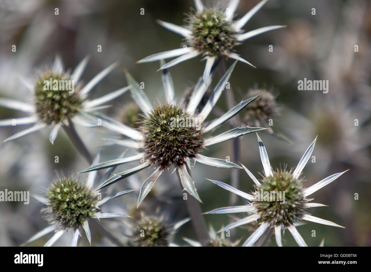 Eryngo e mare holly, Eryngium bourgati Foto Stock