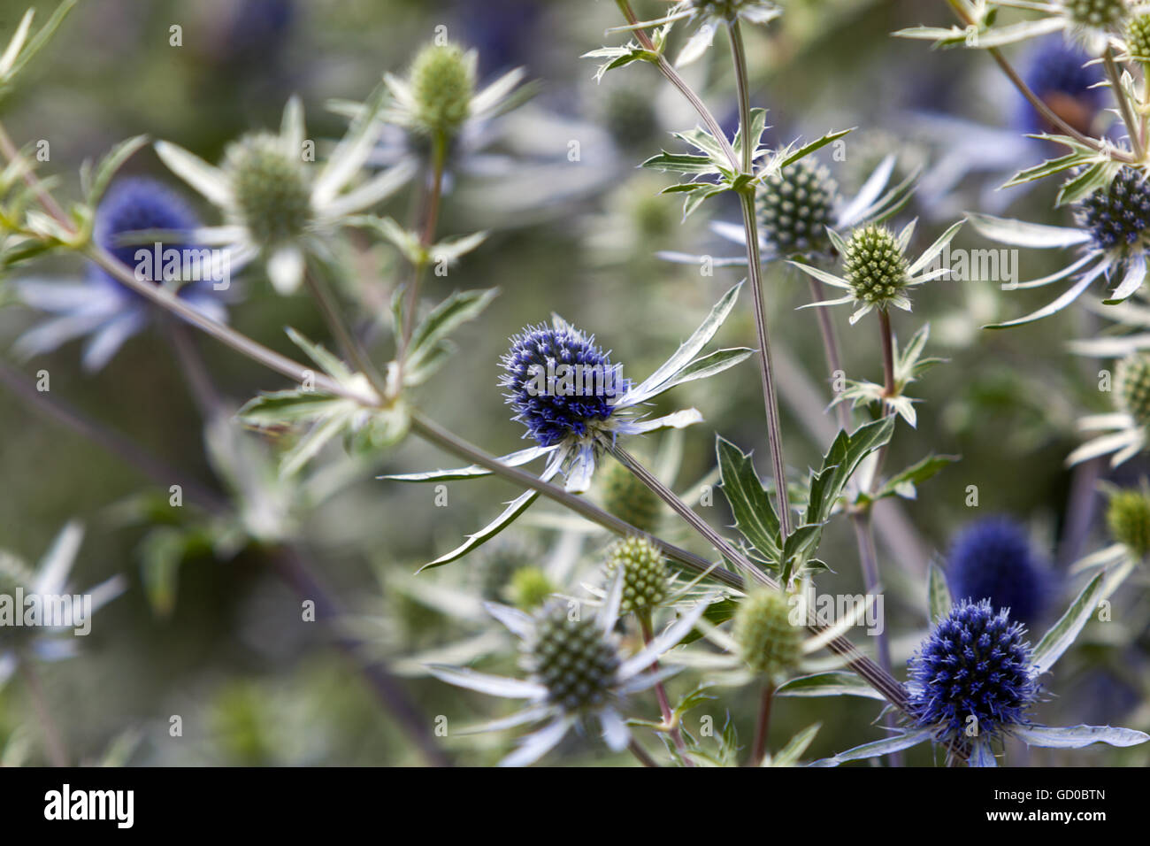 Eryngo e mare holly, Eryngium tripartitum Foto Stock