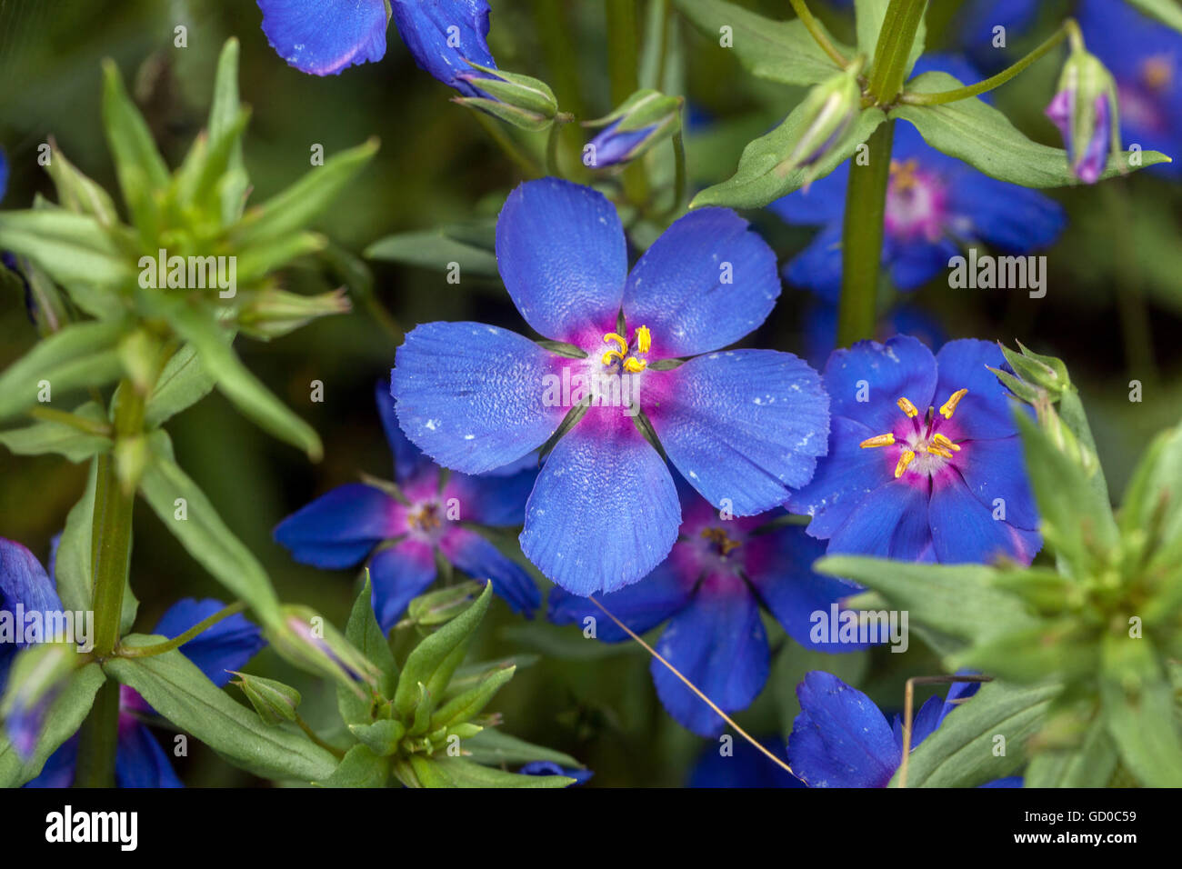 Lysimachia Blu Pimpernel "Blue Light" Foto Stock