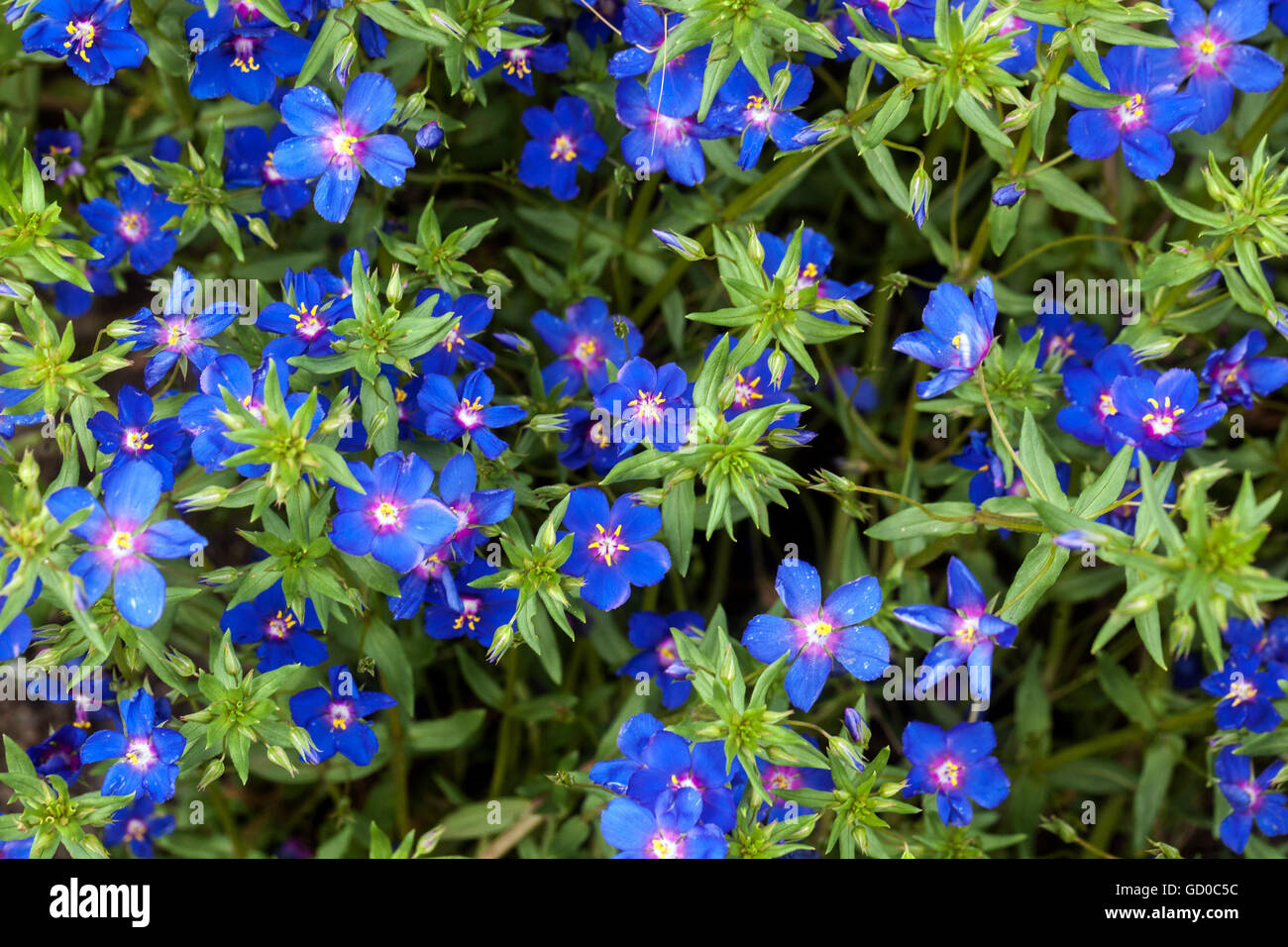 Lysimachia Blu Pimpernel "Blue Light" Foto Stock