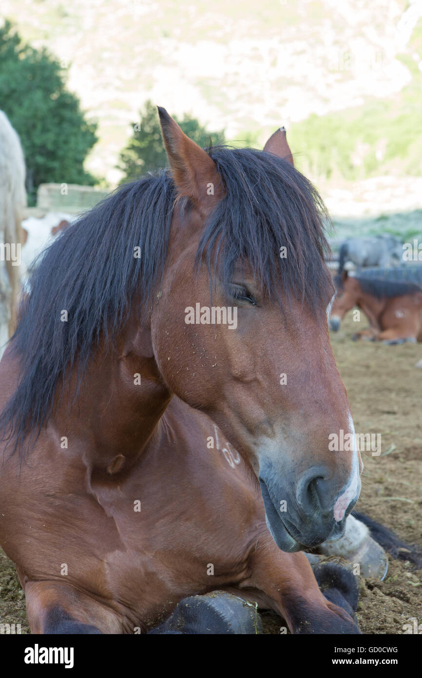 Cavalli disteso nella luce del mattino alla frontiera Pack stazione sul lago giugno loop nella Sierra orientale delle Montagne Foto Stock