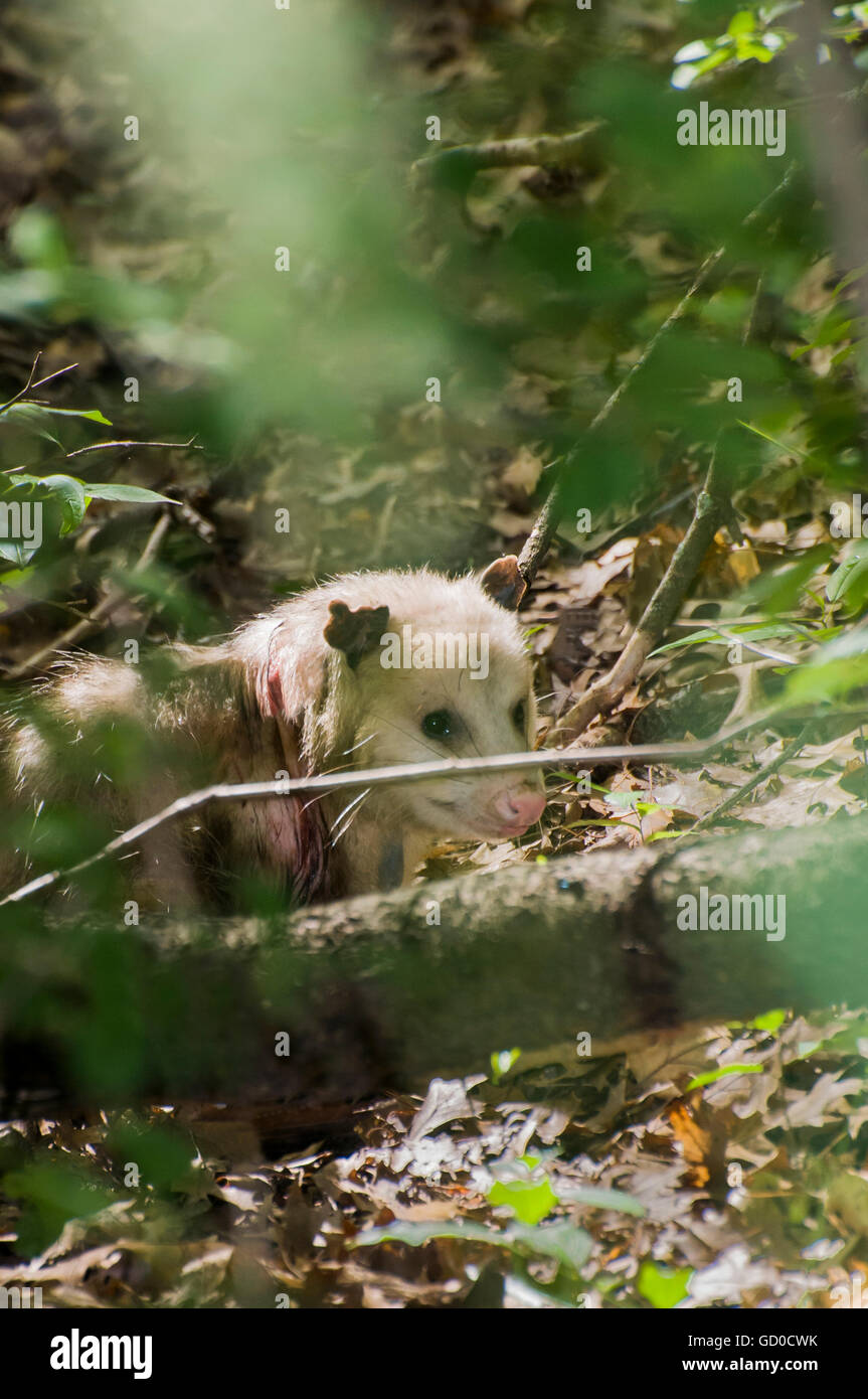 Vadnais Heights, Minnesota. John H. Allison foresta. Virginia opossum, Didelphis virginiana, Foto Stock
