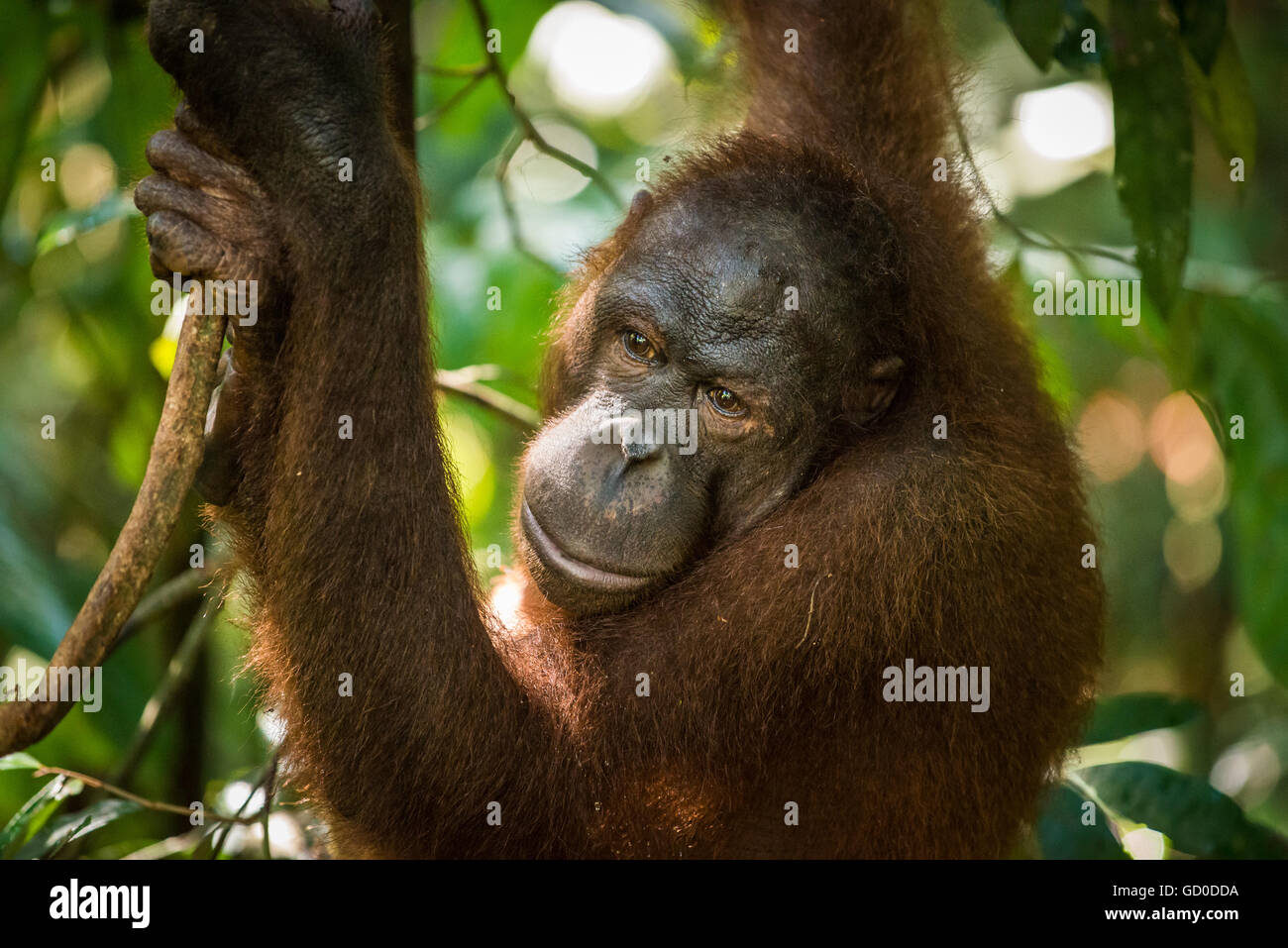 Una femmina adulta orangutan oscilla tra gli alberi in un santuario della fauna selvatica nel Borneo malaysiano. Foto Stock