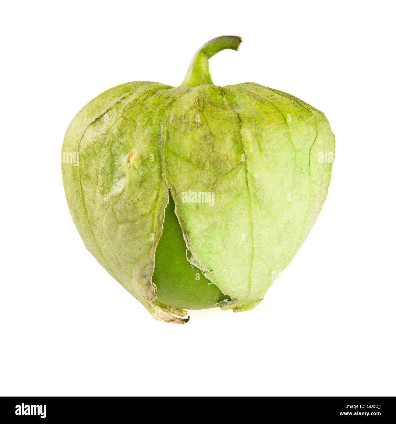 Uno tomatillo isolati su sfondo bianco. Foto Stock