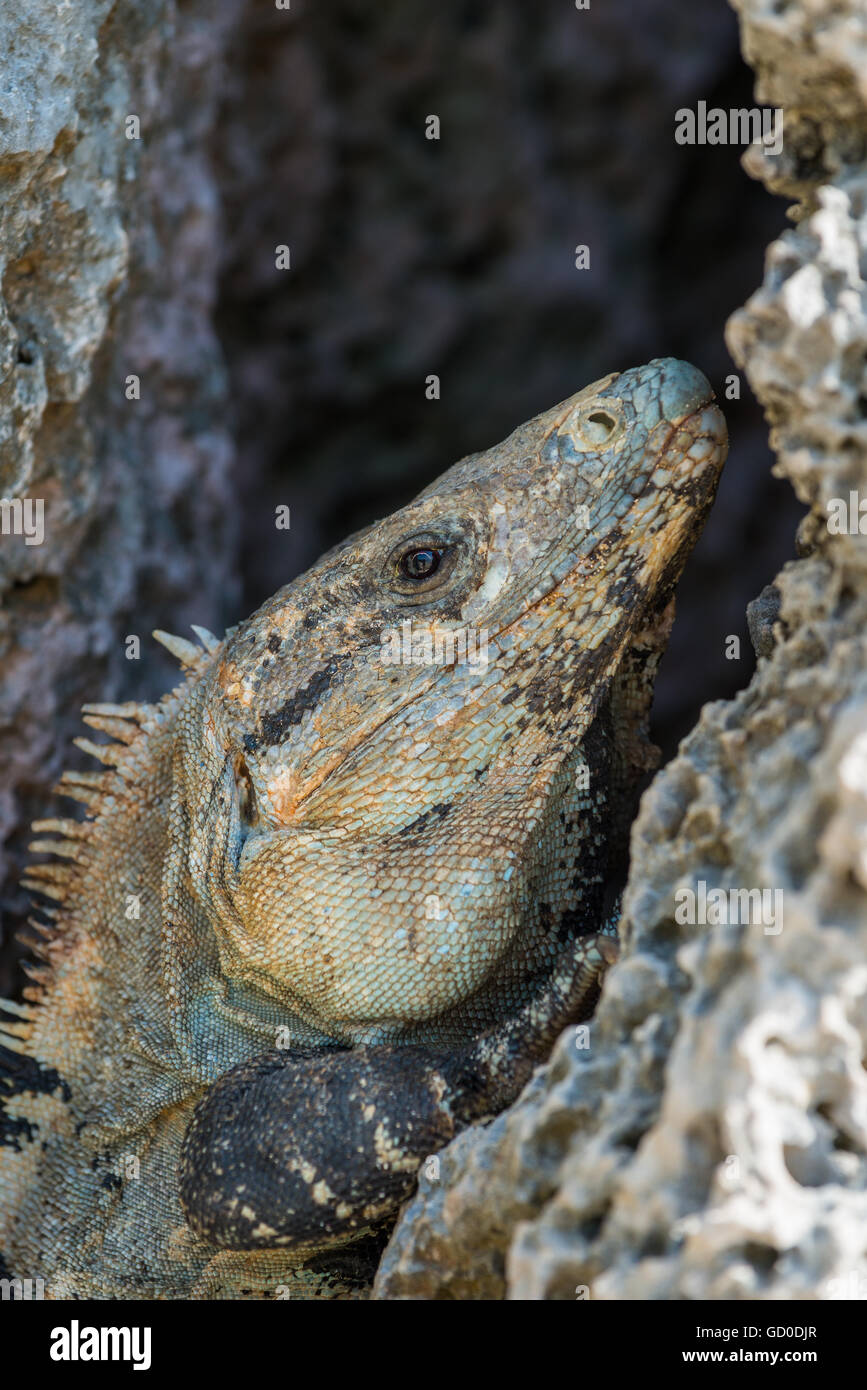 Un iguana si appoggia all'interno di uno sperone roccioso sul cliffsides di Tulum in Messico. Foto Stock