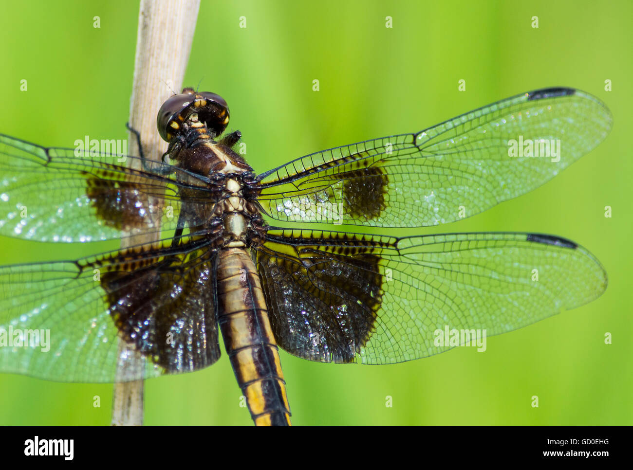 Vedova skimmer dragonfly (Libellula luctuosa) Foto Stock