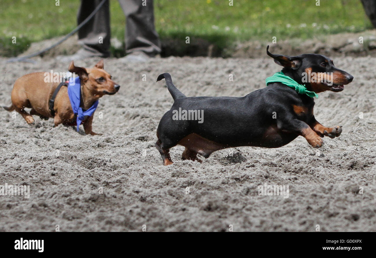 Vancouver, Canada. 10 Luglio, 2016. Wiener cani eseguito durante il Wiener Dog campionati a Hastings Racecourse in Vancouver, Canada, 10 luglio 2016. Più di 60 cani Wiener ha preso parte alla ottava edizione del Wiener Campionati del cane qui di domenica. Credito: Liang Sen/Xinhua/Alamy Live News Foto Stock