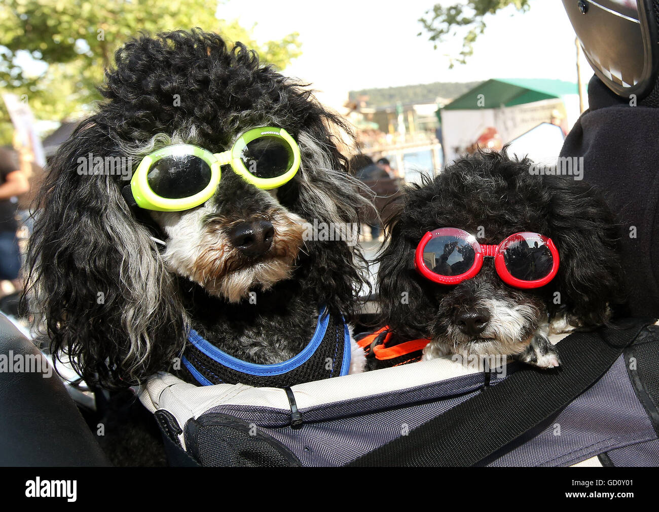 Heike Boxler cavalca il suo triciclo motorizzato con i suoi due gatti fortunati e Bobby durante il Biker Giorni di Pfullendorf, Germania, 09 luglio 2016. Foto: Thomas Warnack/dpa (attenzione i redattori: Ripetizione immagine dotata di raccolto alternativo) Foto Stock