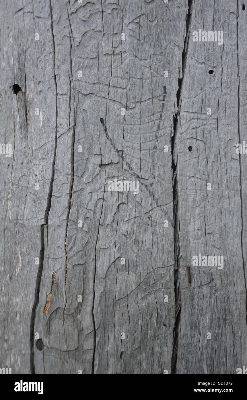 Vecchio, legno, albero, Plank, sfondo, crack, spazio copia, texture, grigio Foto Stock