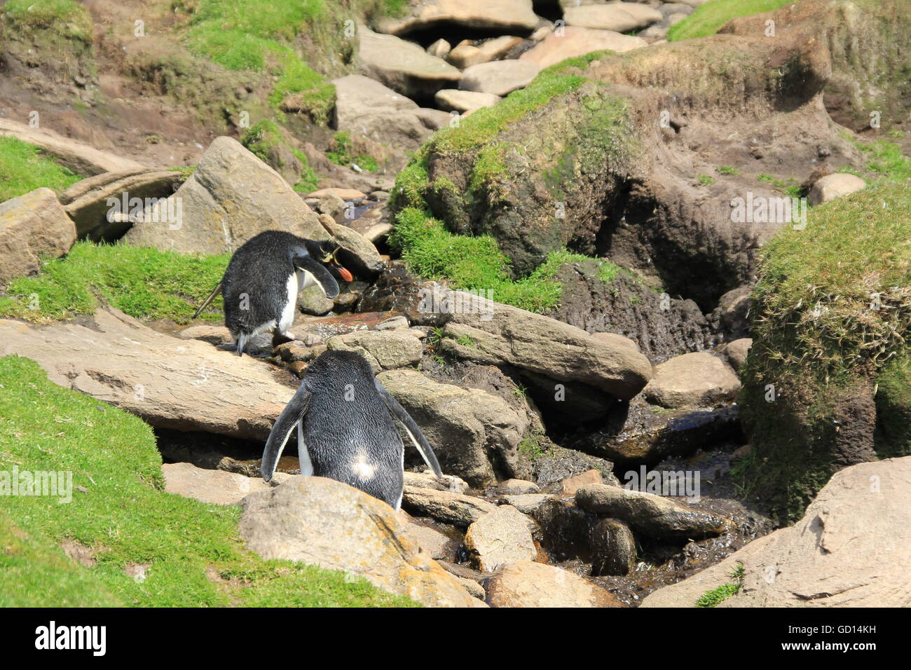 Rockhoppers sperando le rocce, Isole Falkland Foto Stock
