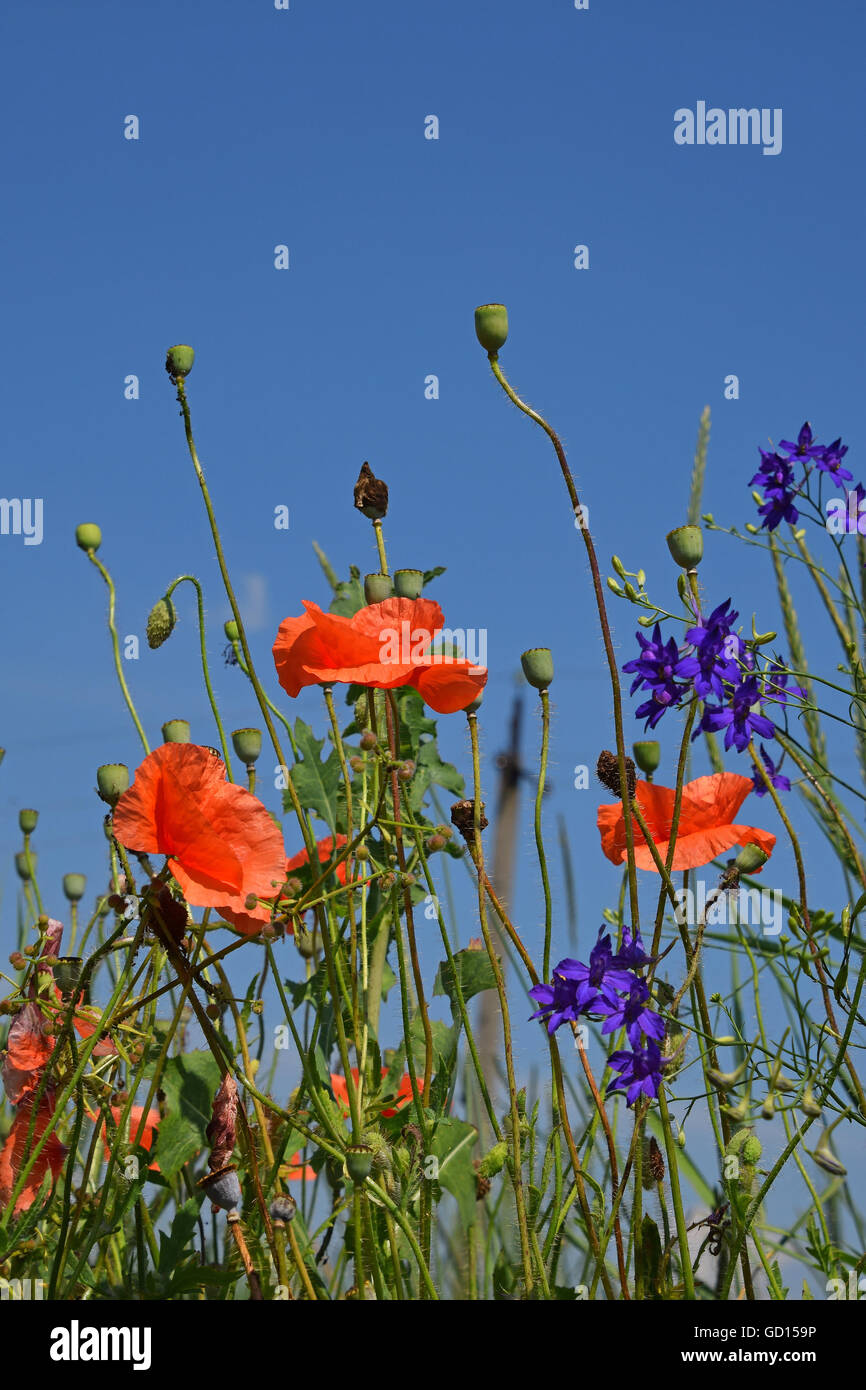 Papaveri rossi e verdi boccioli di papavero in prato estivo con altri fiori di campo oltre il cielo blu chiaro, basso angolo di visione Foto Stock