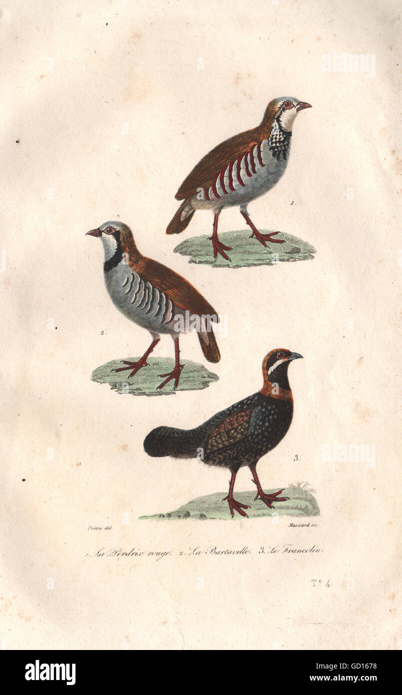Fasianidi: Red-Legged & Rock pernici. Francolin. Perdrix. BUFFON, 1837 Foto Stock