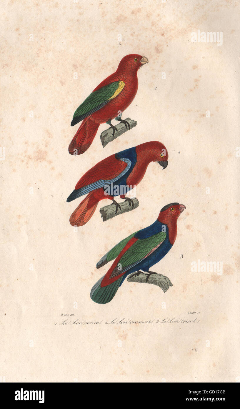 Uccelli: Lory di chattering; Pappagallo Eclectus; nero-capped Lory. BUFFON, stampa 1837 Foto Stock