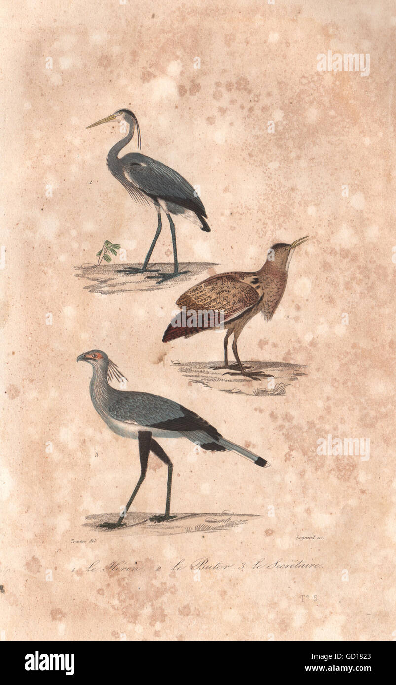 Uccelli: Héron (airone); Butor (Tarabuso); Secrétaire (Segretario degli uccelli). BUFFON, 1837 Foto Stock