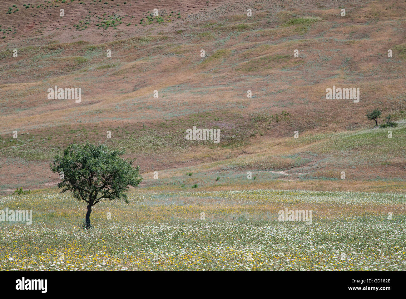 Albero in un campo di fiori in Georgia rurale Foto Stock