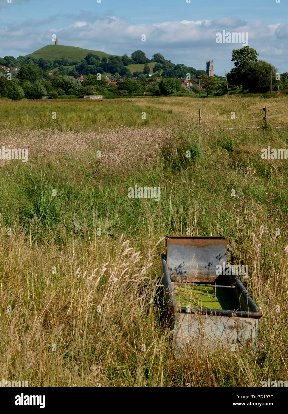 A sinistra del campo di erba selvatica con Glastonbury Tor in distanza, di Glastonbury, Somerset, Regno Unito Foto Stock