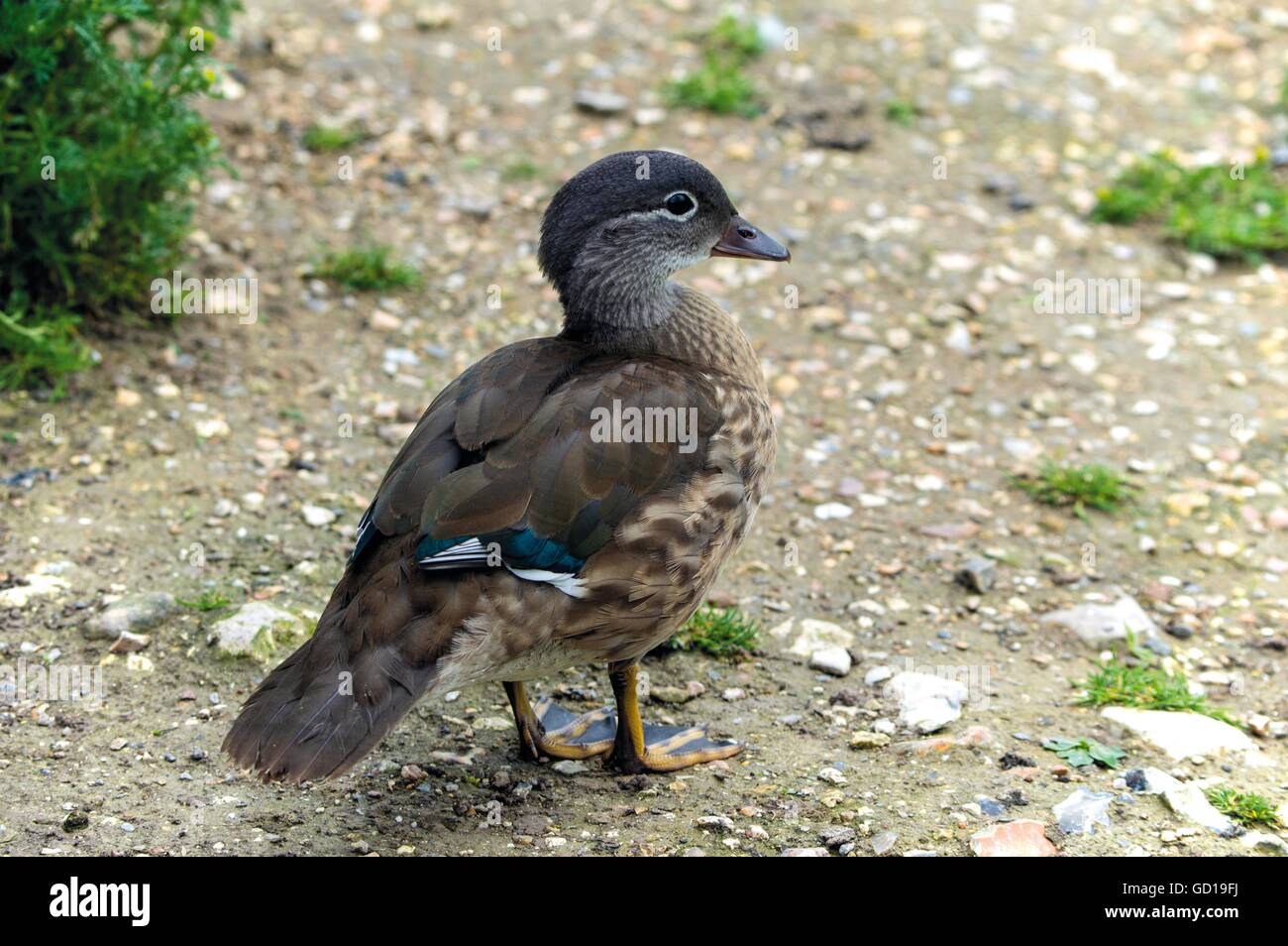Baby Mallard Duck Foto Stock