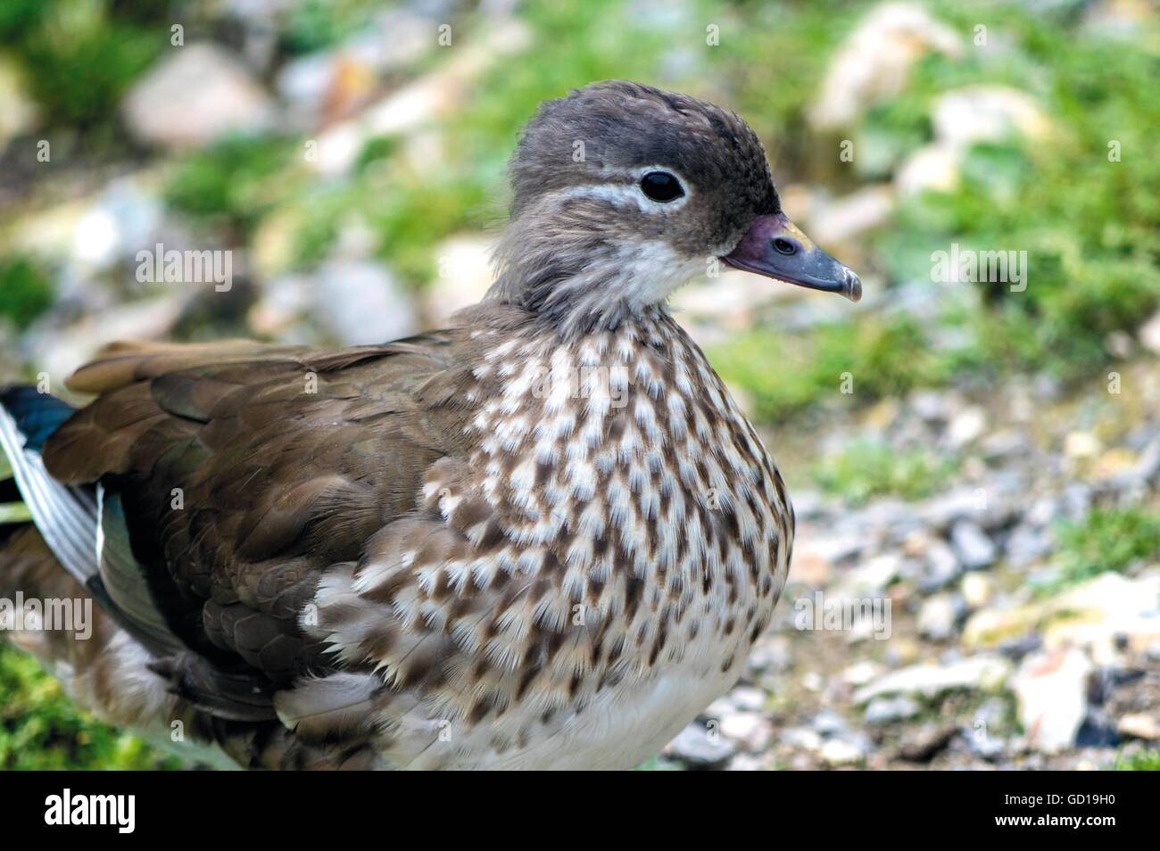 Baby Mallard Duck Foto Stock