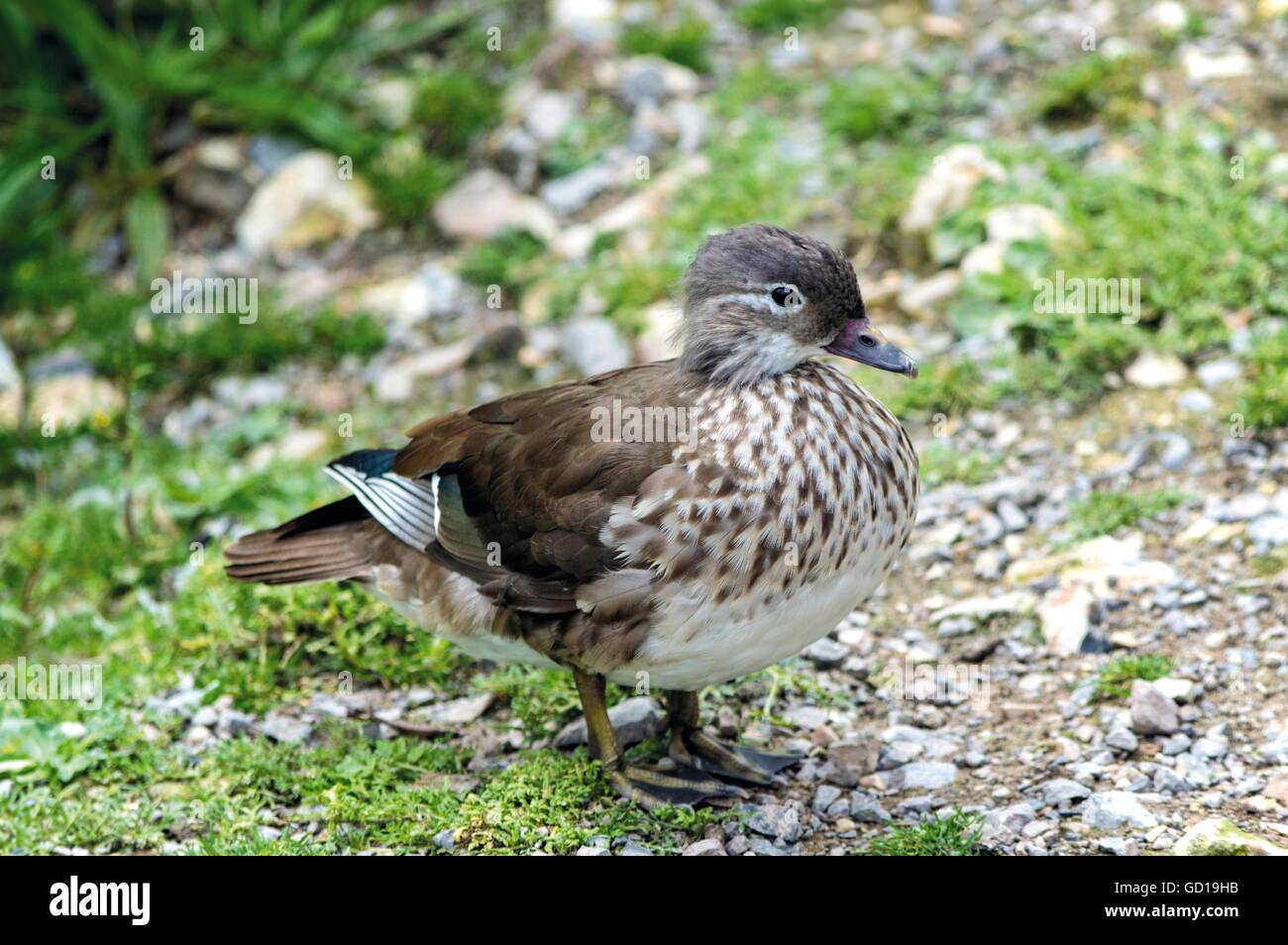 Baby Mallard Duck Foto Stock