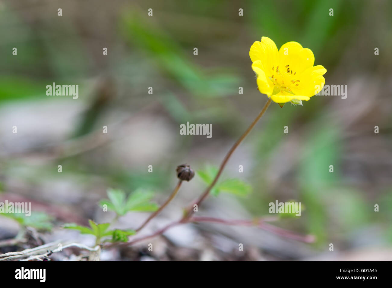 Creeping cinquefoil (Potentilla reptans) fiore. Impianto in rosa (Rosacee) famiglia con fiori gialli, visto dal livello del suolo Foto Stock
