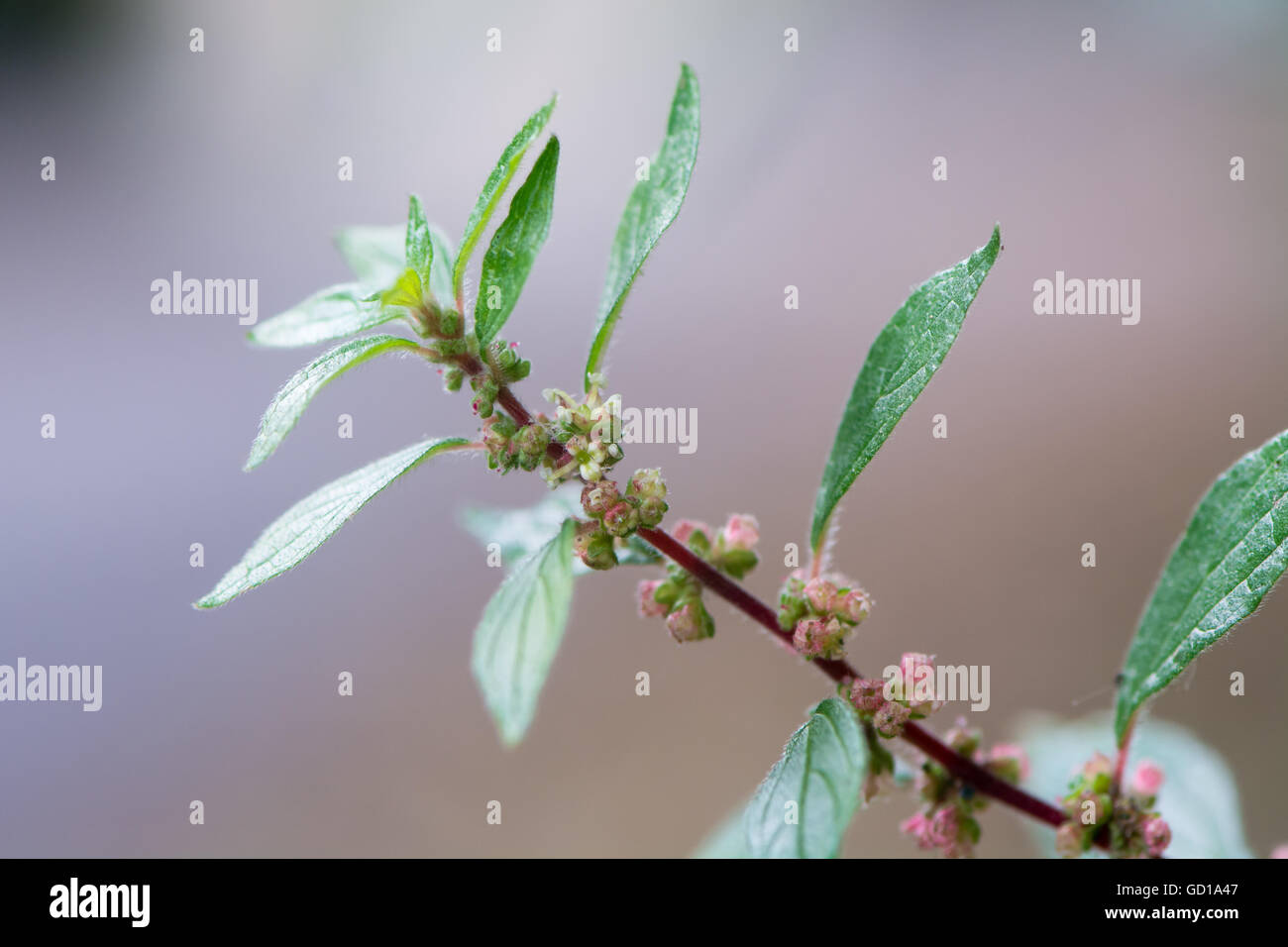 Pellitory-di-il-parete (Parietaria judaica). Le foglie e i fiori della pianta nella famiglia di ortica (Urticaceea) cresce su una parete Foto Stock