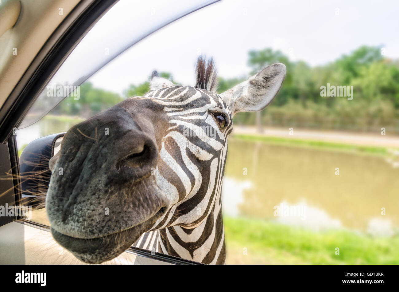Le pianure Zebra, comune o Zebra Equus quagga depositata una testata in vettura di turisti per cibo Foto Stock