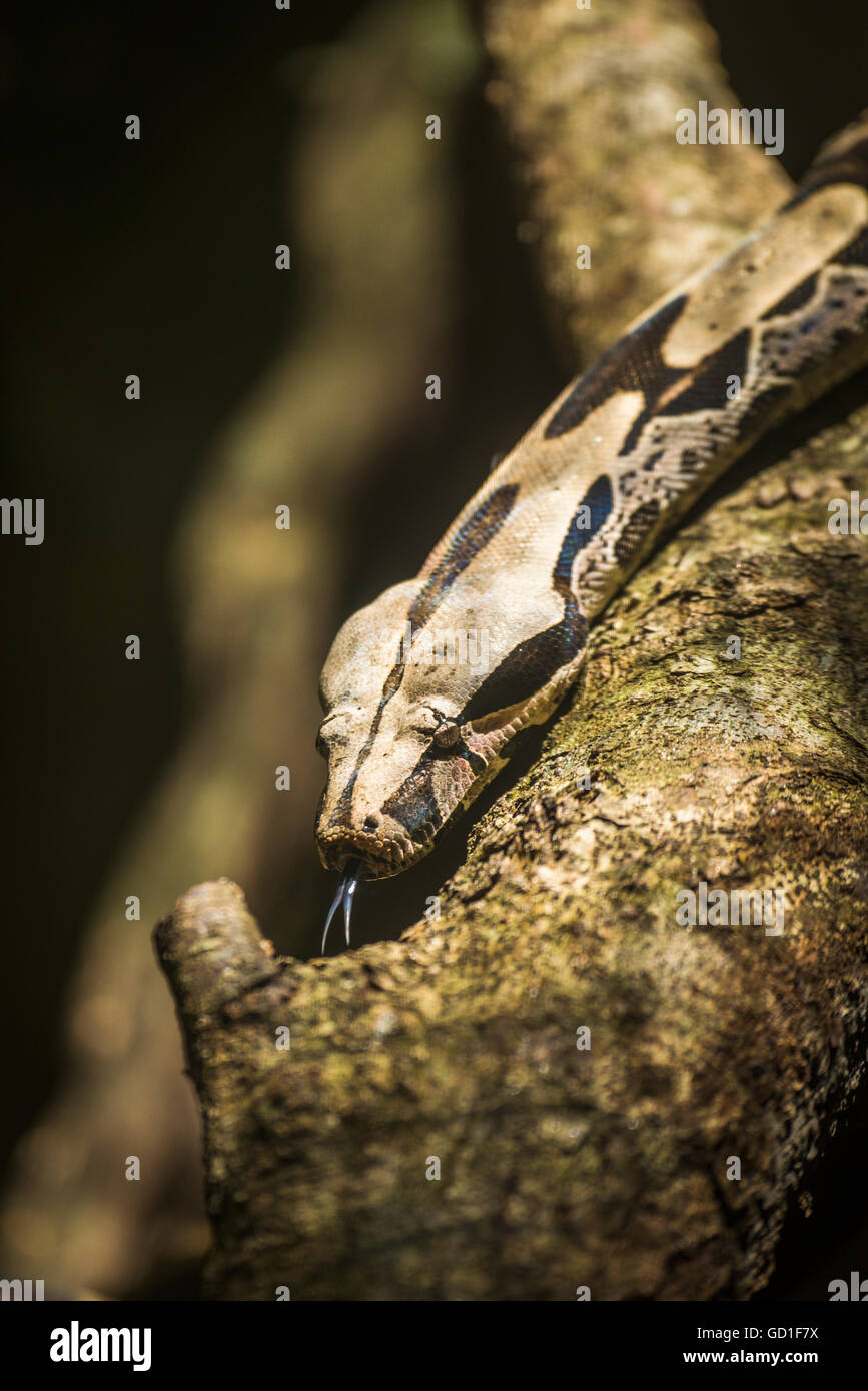 Boa constrictor spostando la lingua di fuori sul ramo; Parana, Brasile Foto Stock