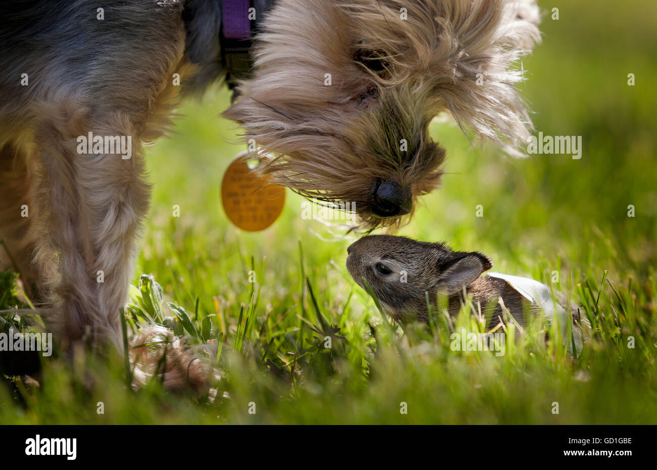 Un simpatico cane Yorkie lo sniffing di un piccolo bambino bunny rabbit accoccolato nell'erba; Kentucky, Stati Uniti d'America Foto Stock
