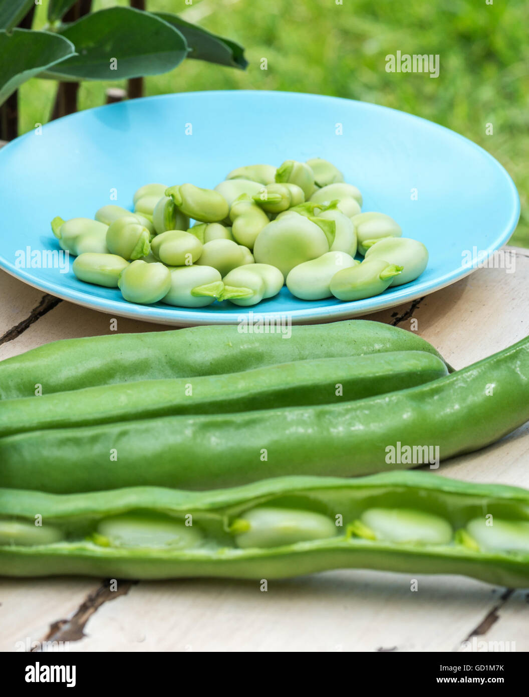 Appena raccolto fave cresciuto in casa dal giardino con il fuoco selettivo per sfocare lo sfondo o copia di spazio o di testo , Foto Stock