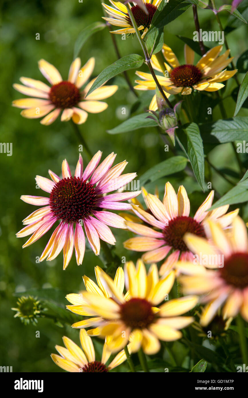 Fiore Echinacea purpurea ' Evening Glow ', fiore di coneflower viola Foto Stock