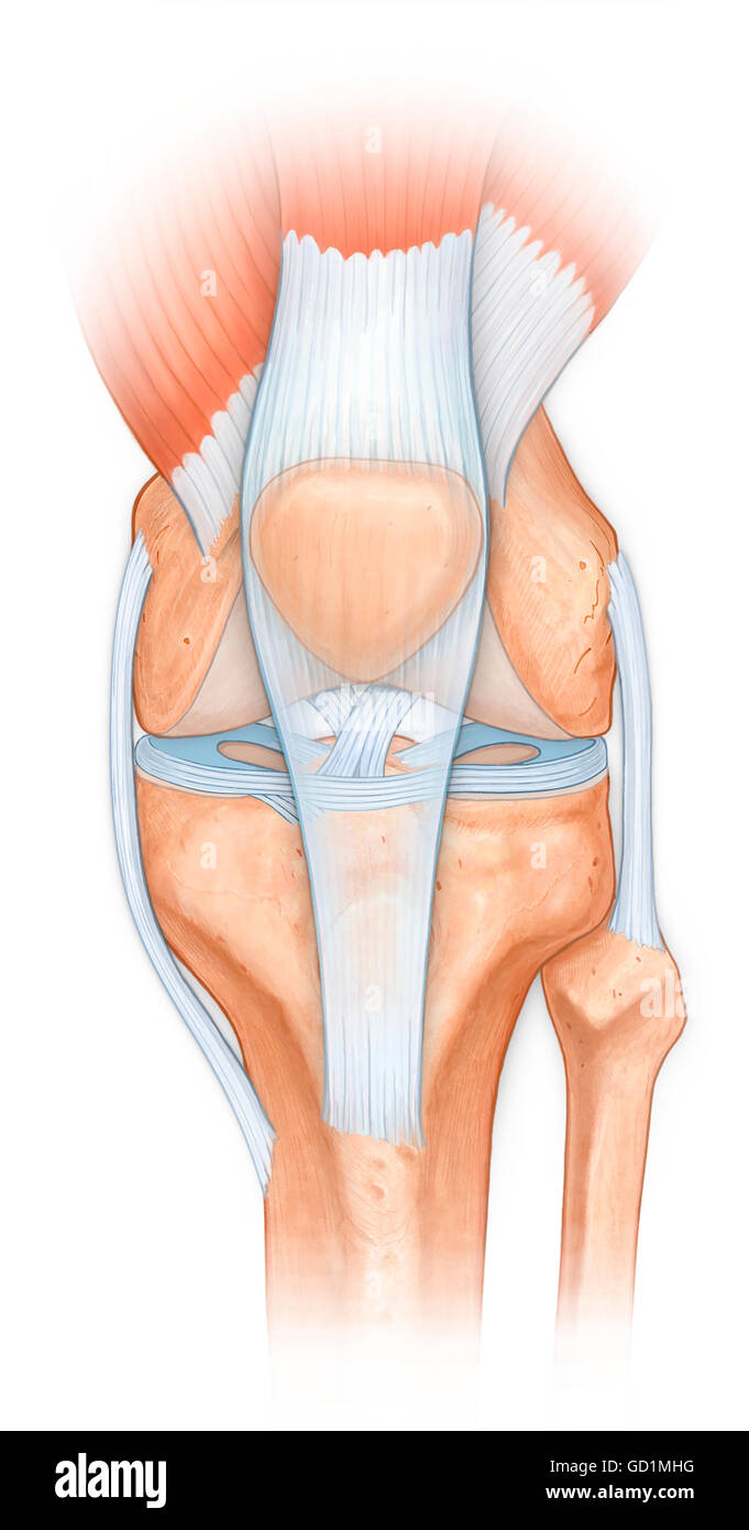 Anatomia normale dell'articolazione del ginocchio, legamento rotuleo, quadraceps femoris muscoli, acl, mcl, crociato menisco, femore, tibia e fibula, ossa rotula Foto Stock
