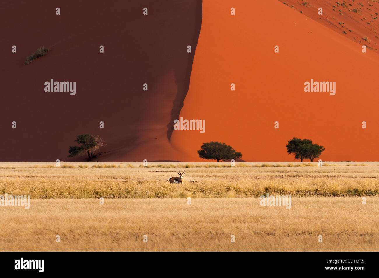 Uno springbok in piedi di fronte ad una duna rossa in Sossusvlei, Namibia, Africa Foto Stock