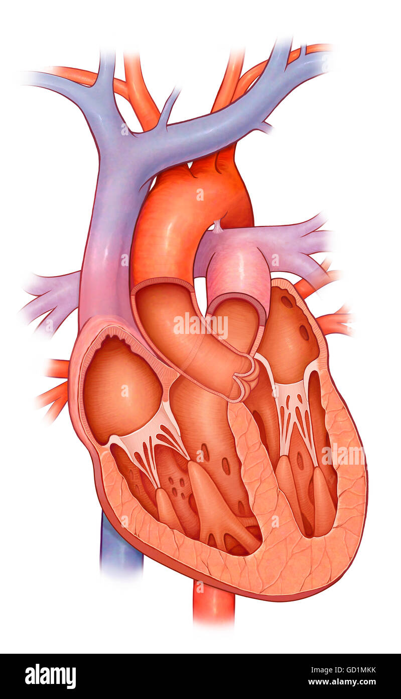 Sezione trasversale di un cuore normale Foto Stock