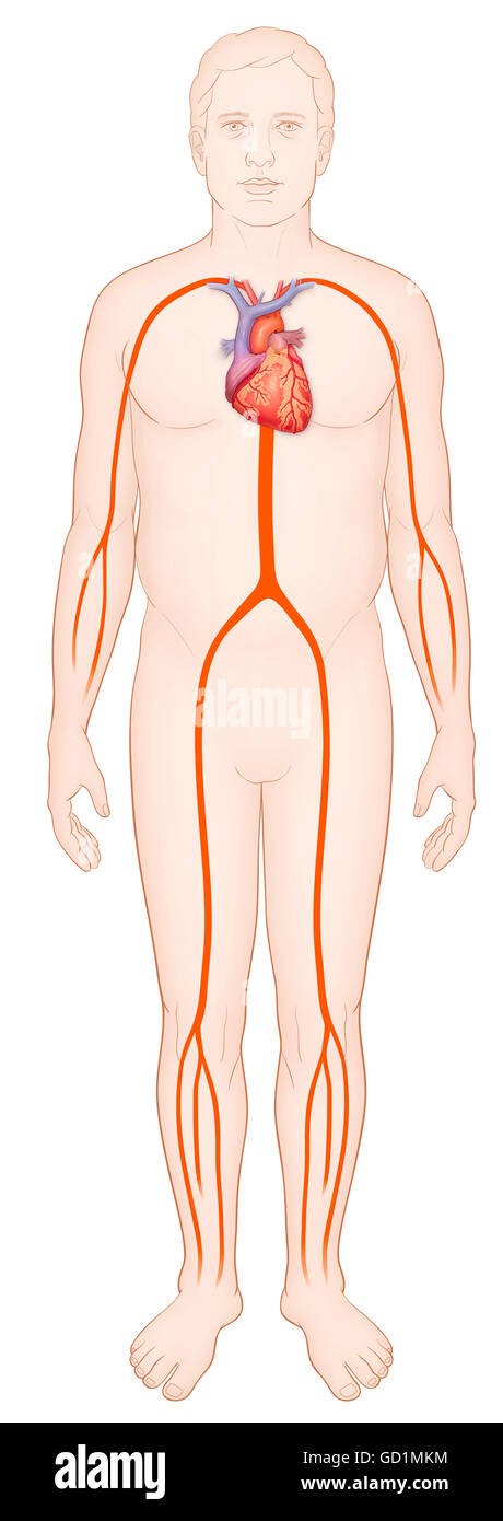 Schema di un uomo con un normale sistema arterioso e il cuore Foto Stock