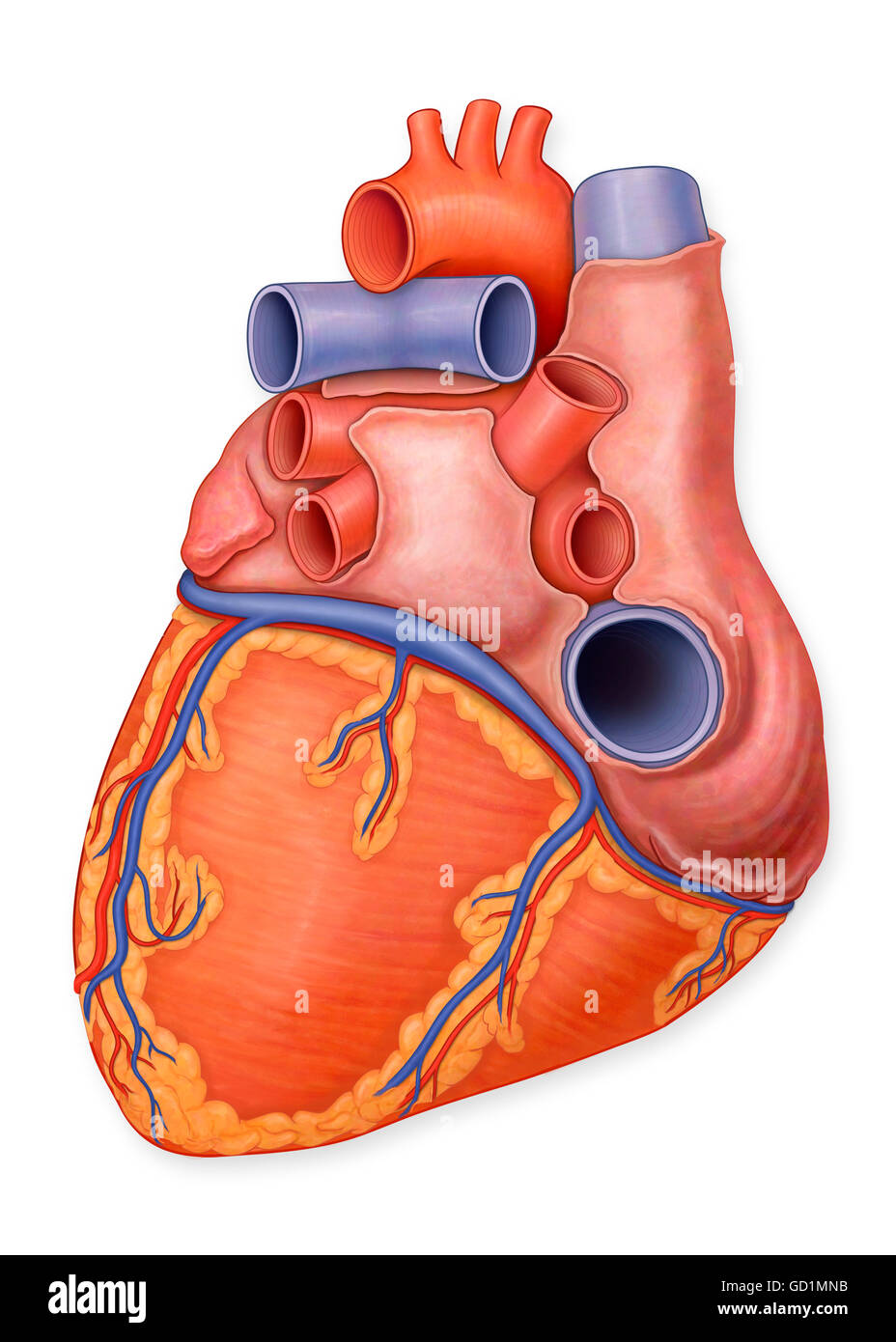Vista posteriore di un normale del cuore e delle arterie Foto Stock