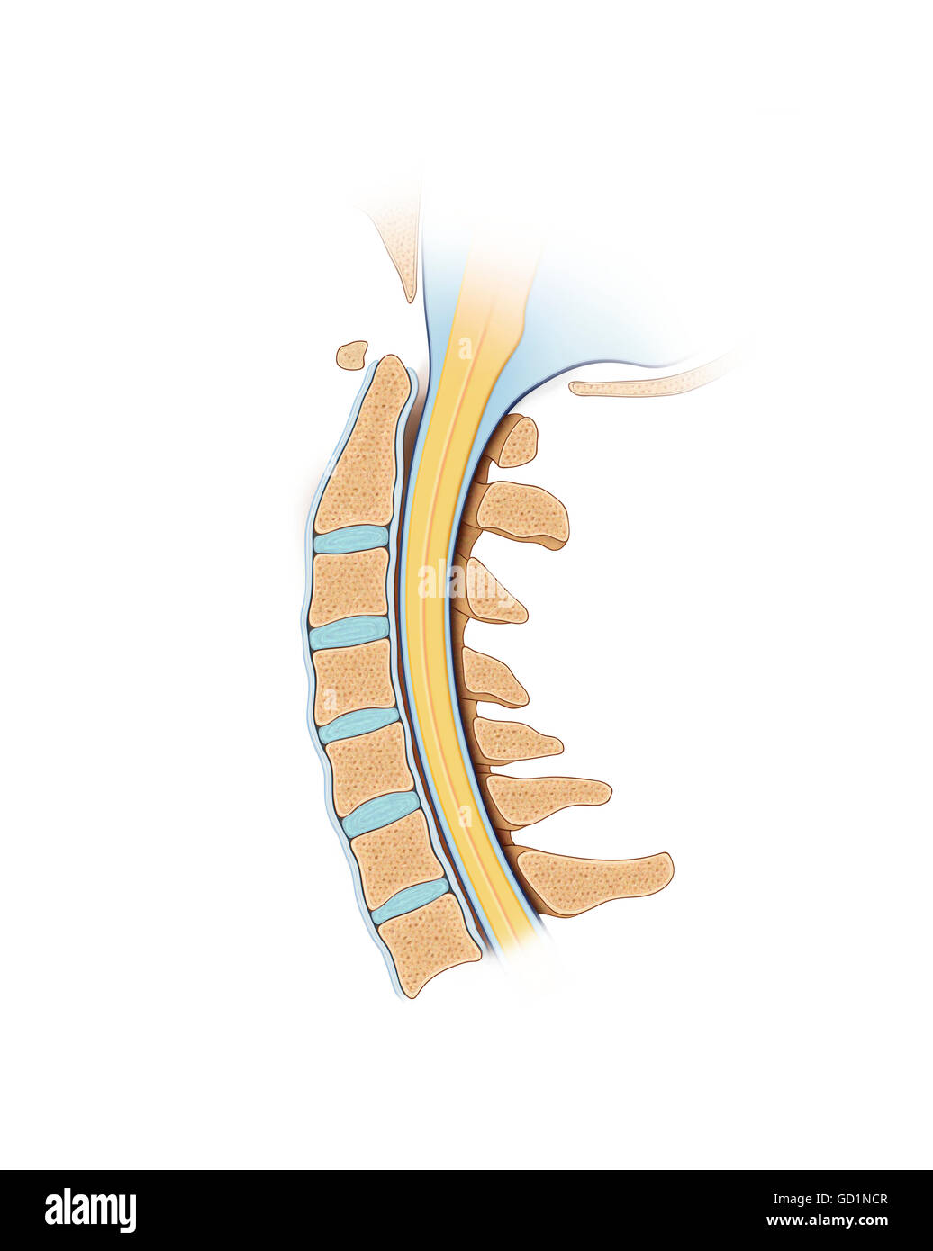 Cervicale normale vertebre spinali e del cavo di alimentazione in sezione trasversale Foto Stock