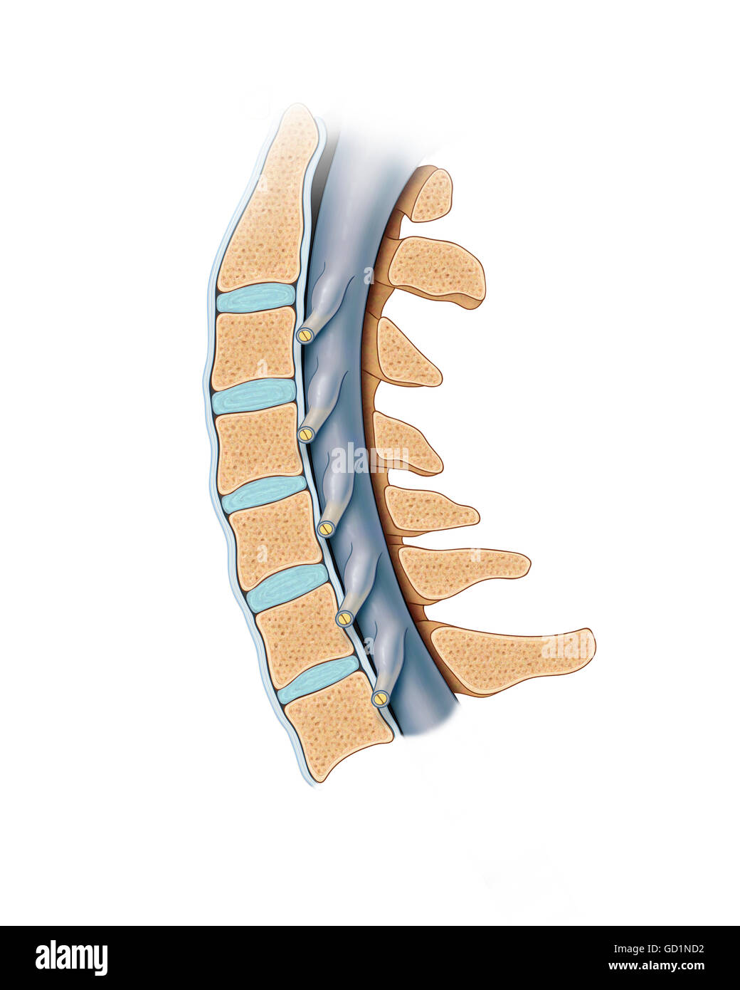 Cervicale normale vertebre spinali e del cavo di alimentazione in sezione trasversale Foto Stock