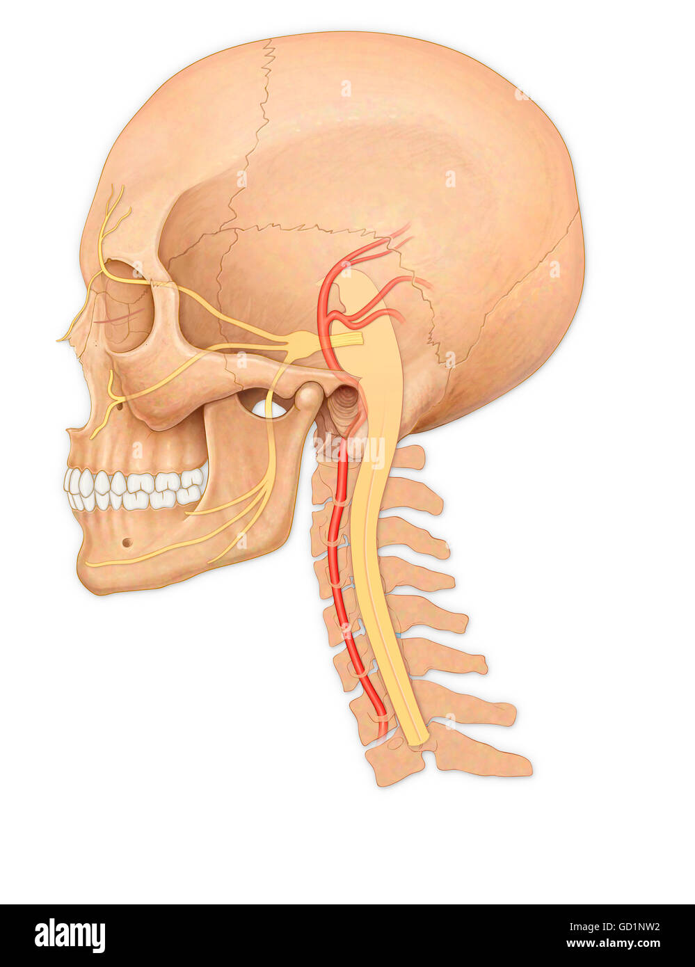 Il normale vista laterale di un adulto cranio che mostra il midollo spinale e nervi facciali e arteria vertebrale Foto Stock