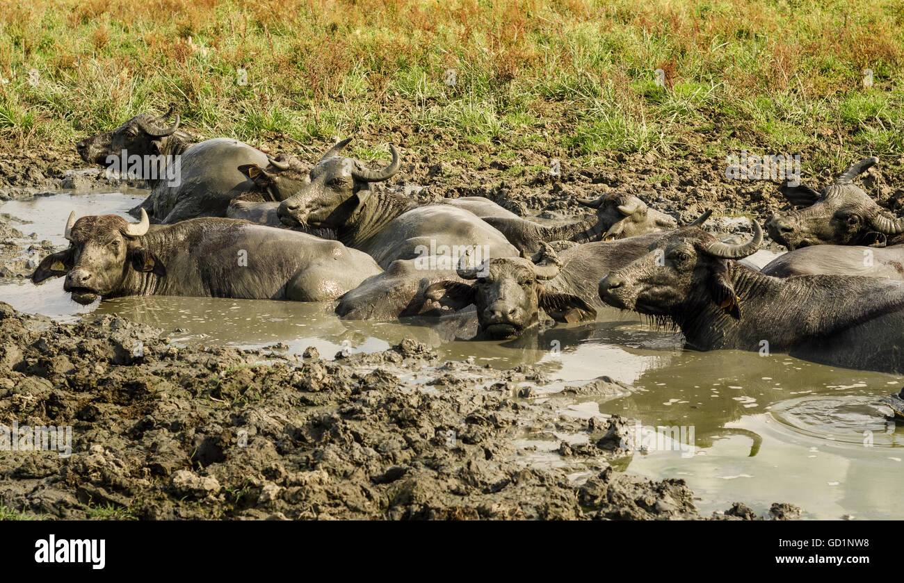 Bufali nelle paludi del Delta Kizilirmak, Mar Nero provincia della Turchia Foto Stock