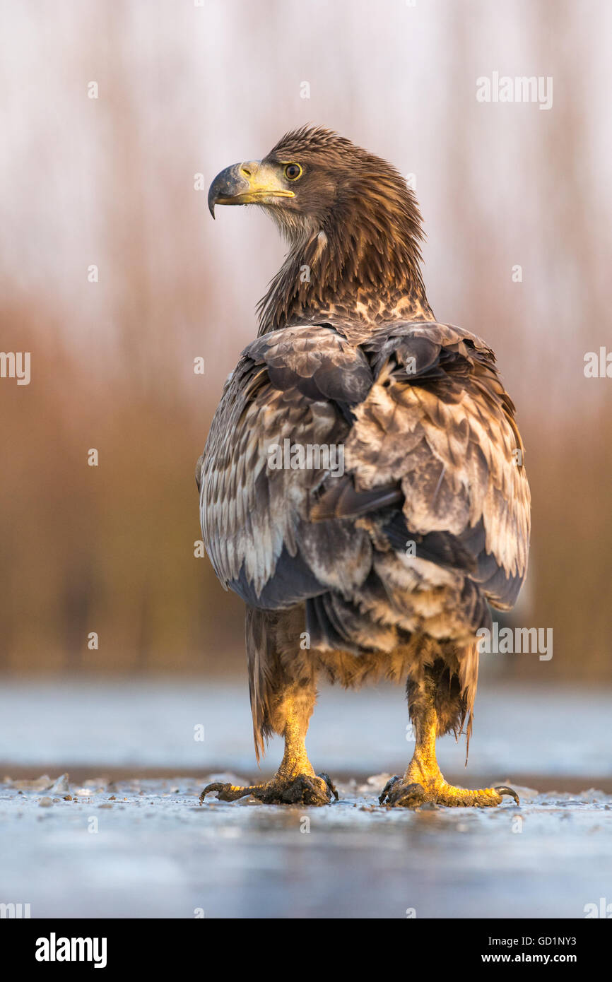 I capretti bianco-tailed Eagle (Haliaeetus albicilla) in piedi sul ghiaccio in una palude congelati Foto Stock