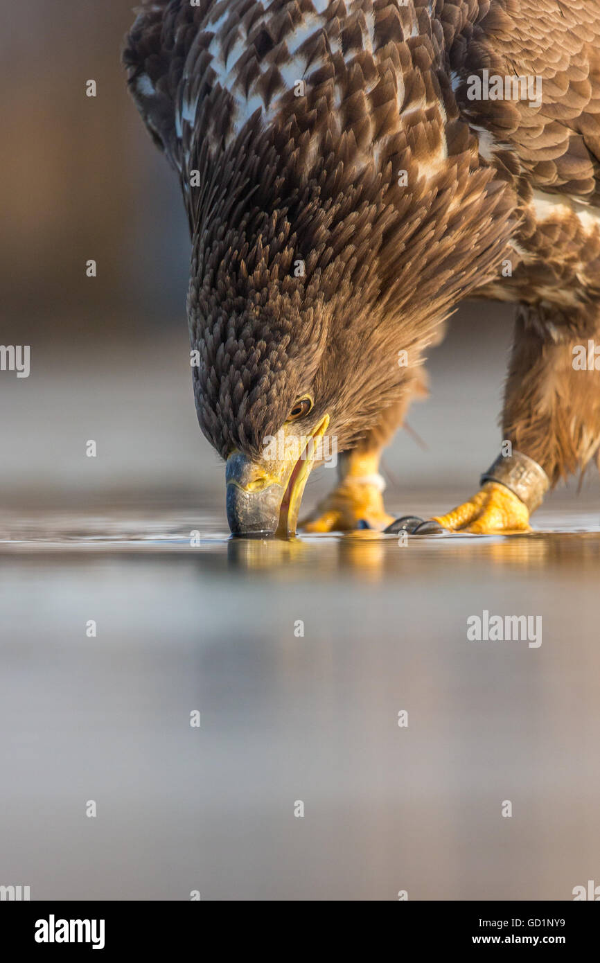 I capretti bianco-tailed Eagle (Haliaeetus albicilla) bere da un lago Foto Stock