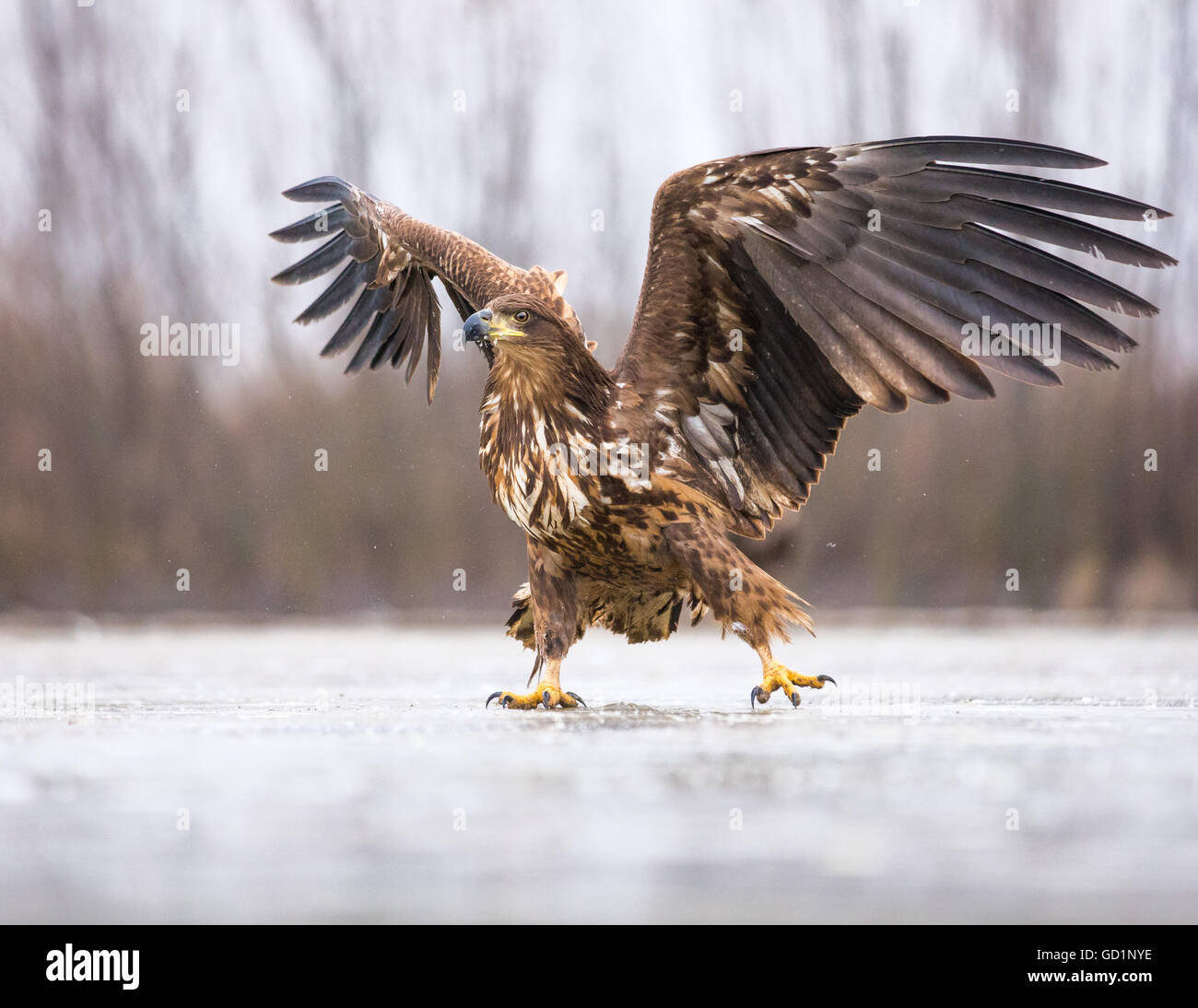 I capretti bianco-tailed Eagle (Haliaeetus albicilla) scorrevole su un ricoperti di ghiaccio marsh Foto Stock