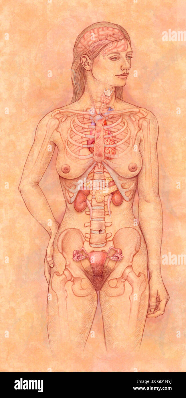 Vista frontale della anatomia femminile hilighting il sistema endocrino Foto Stock