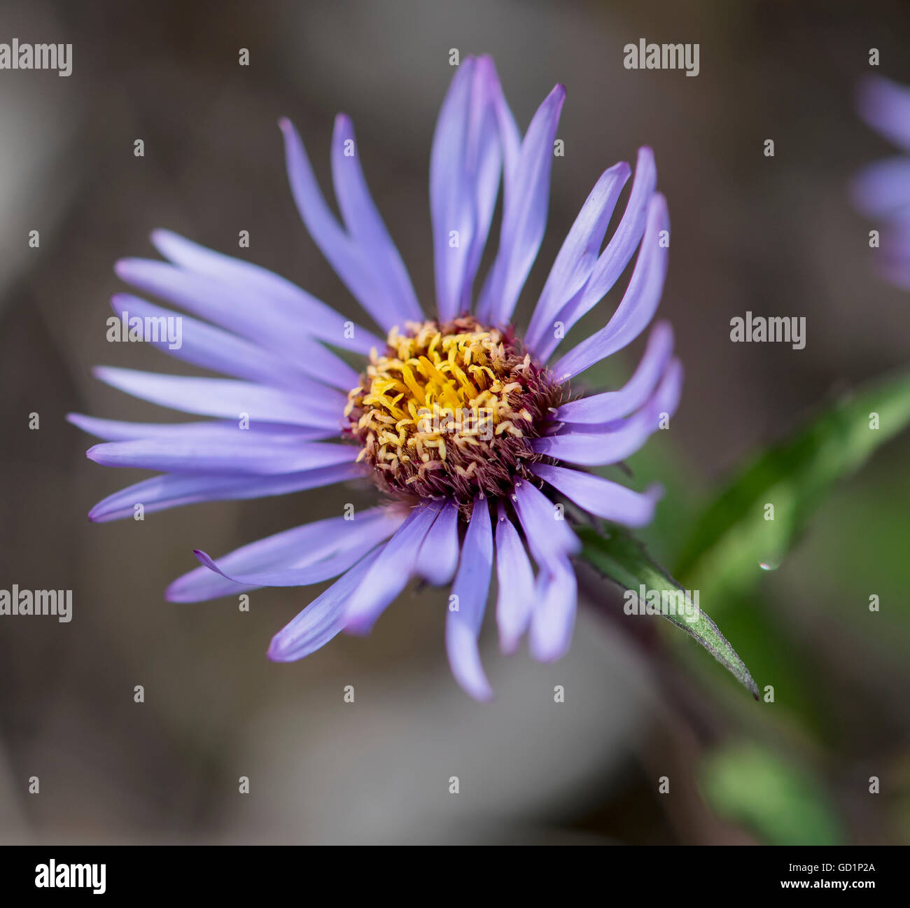 Siberian Aster lungo la forcella di palude del fiume di inscatolamento nell'Artico National Wildlife Refuge, estate, Alaska Foto Stock