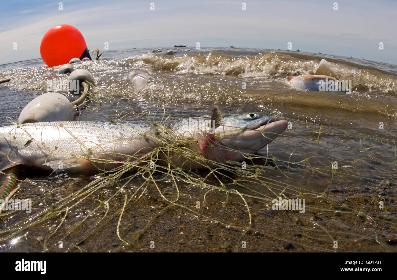 Impostare net sulla spiaggia con catturato il Salmone Sockeye, Bristol Bay, Southwest Alaska, estate Foto Stock
