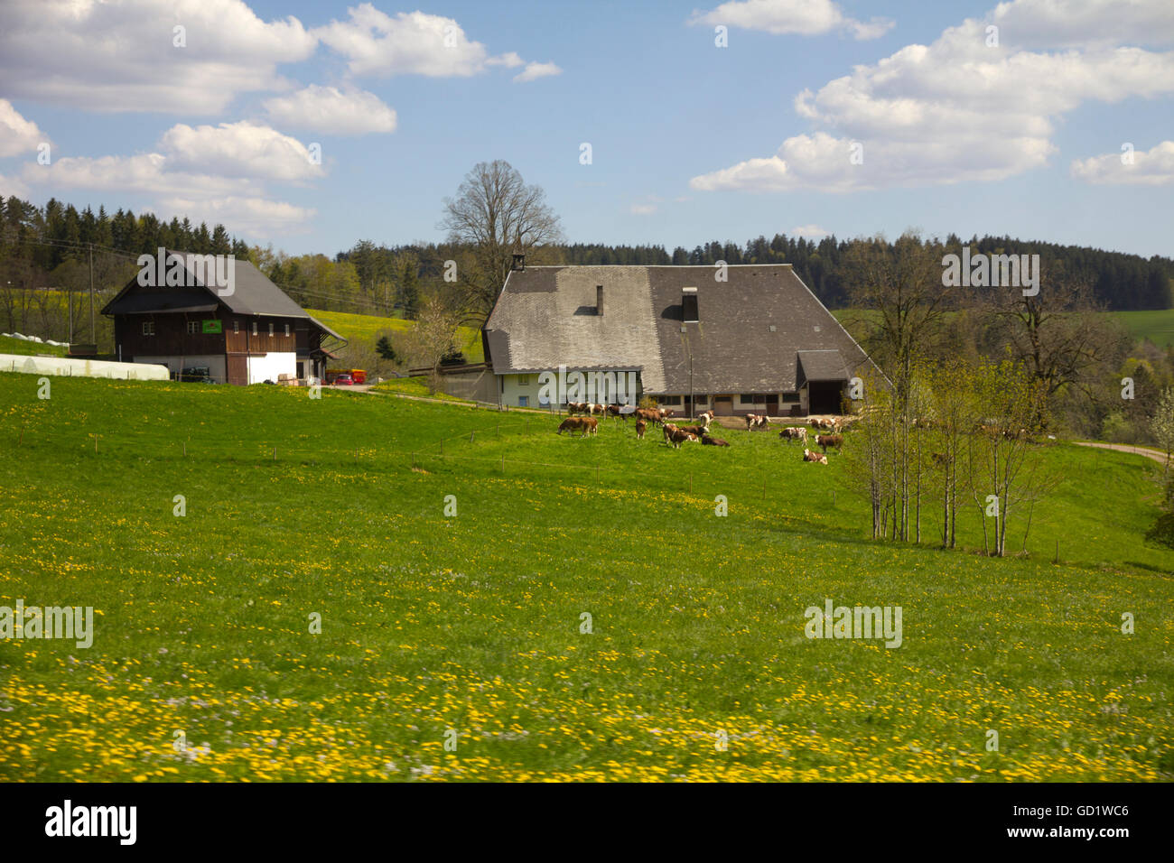 Fattorie rustico, boschi e le ondulate colline e valli che fanno di un eye-tour rilassanti della regione della Foresta Nera, a sud-ovest della Germania Foto Stock