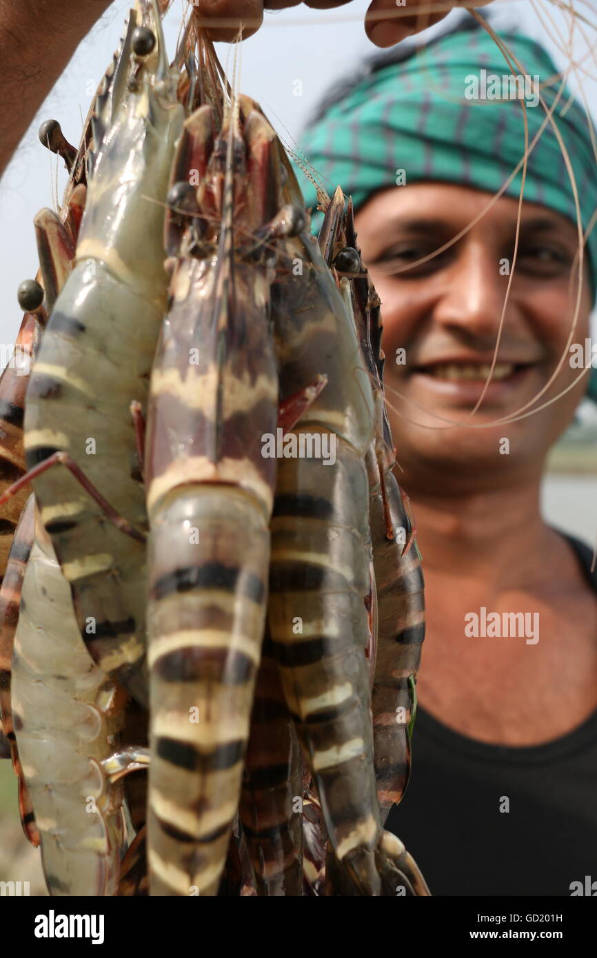 Un allevatore di pesce è soddisfatto dei gamberi tigri del Bangladesh, che è uno dei principali prodotti di esportazione per il paese e frutti di mare molto popolari. Foto Stock