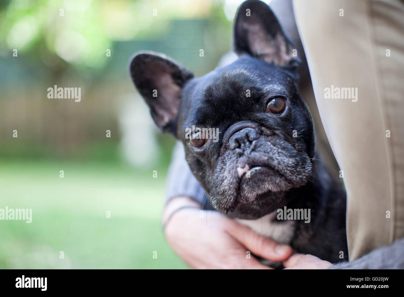 Un bulldog francese, noto anche come "un francese', di coccole con il suo proprietario. Foto Stock