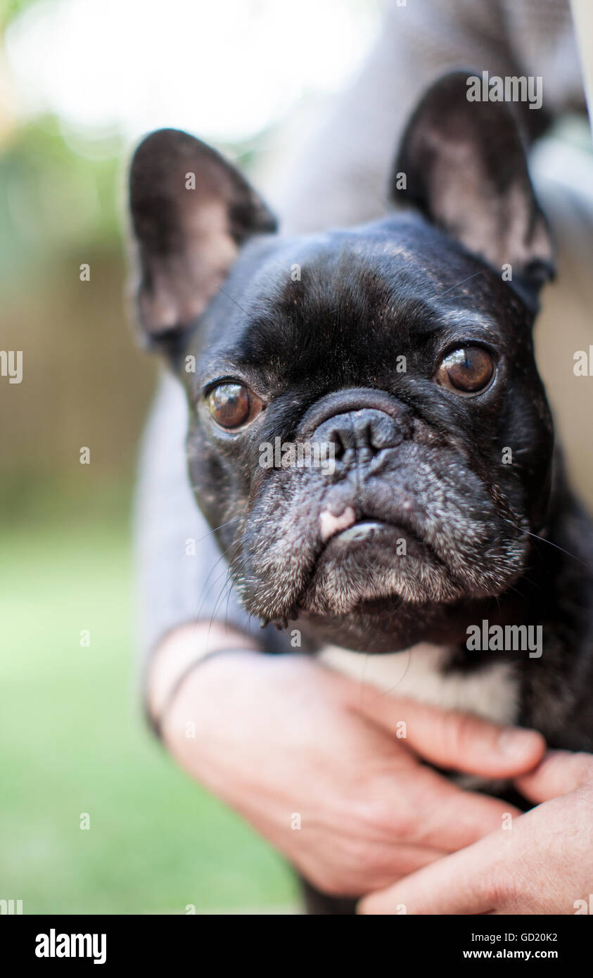Un bulldog francese, noto anche come "un francese', di coccole con il suo proprietario. Foto Stock